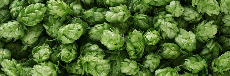 The Surprising Benefits of Hops (Humulus lupulus) for Cardiometabolic Health, Appetite Regulation, and More* The Surprising Benefits of Hops (Humulus lupulus) for Cardiometabolic Health, Appetite Regulation, and More*