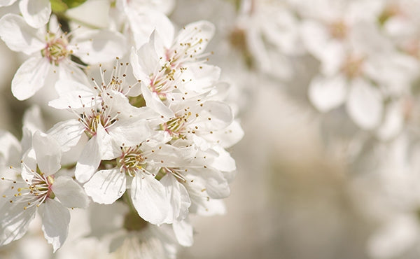 Hawthorn for Heart Health | Hawthorn Extract Health Benefits