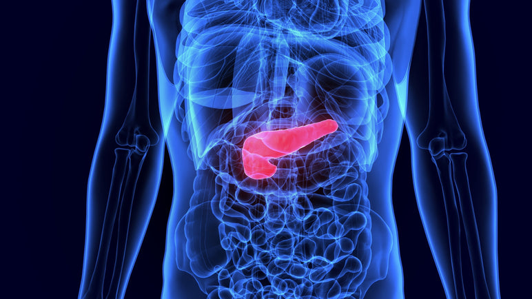 What are Pancreatic Enzymes? | How They Support Healthy Digestion* What are Pancreatic Enzymes? | How They Support Healthy Digestion-Vital Nutrients