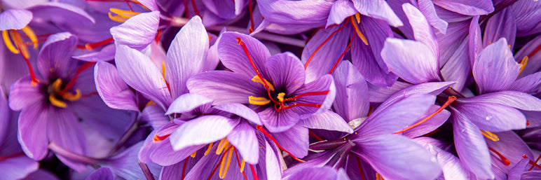 Saffron Health Benefits for Mood, Mind, and More