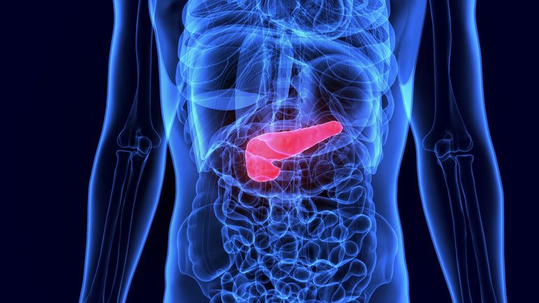 What are Pancreatic Enzymes? | How They Support Healthy Digestion-Vital Nutrients