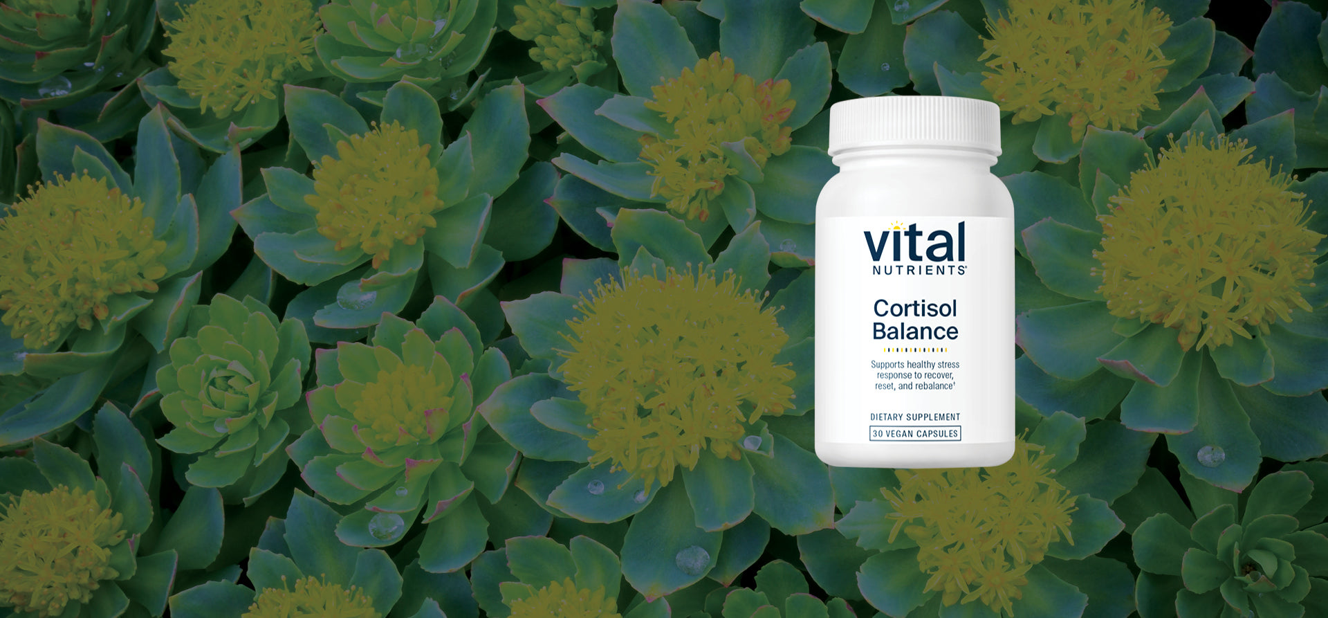 Vital Nutrients Cortisol Balance on a background of what appears to be succulents.